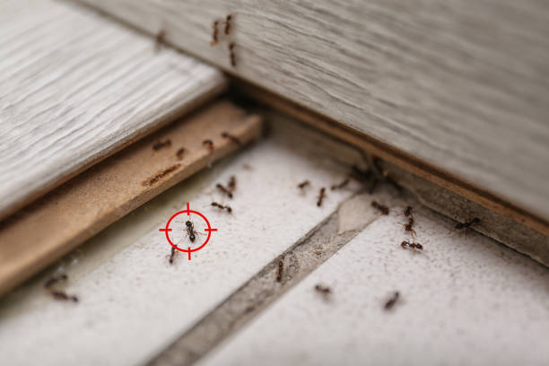 Best Best Pest Control Companies  in Locust Grove, OK
