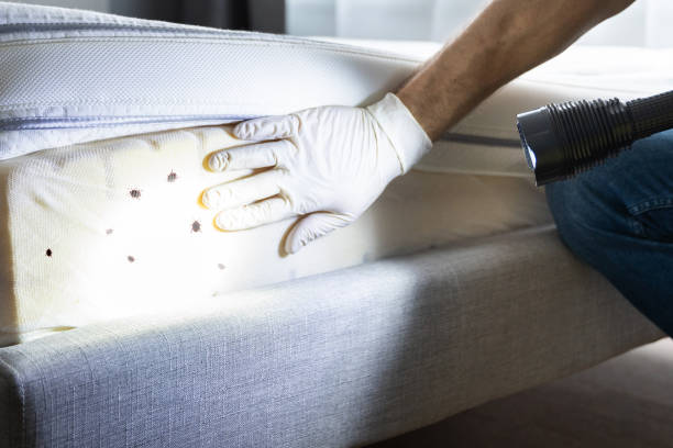 Best Mosquito Control Services  in Locust Grove, OK