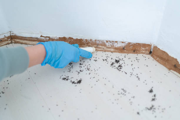 Best Emergency Pest Control  in Locust Grove, OK